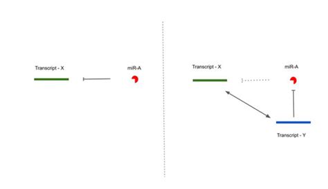 Competing Endogenous RNAs, Non-Coding RNAs and Diseases: An Intertwined ...