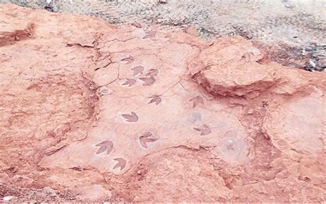 浙江自然博物馆发现我省最早的恐龙足迹化石-在线首页-浙江在线