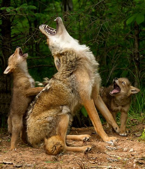 +Dogs Howling Cyotes 的图像结果