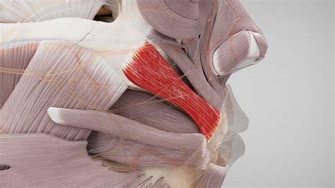 Zygomaticus Major Muscle Musculus Zygomaticus Major Kenhub