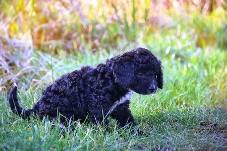 Image result for Cockapoo 1 Year Old