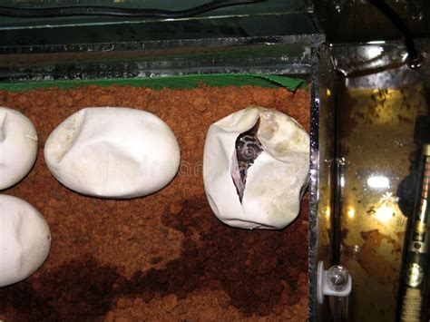 Image result for Burmese Python Hatching