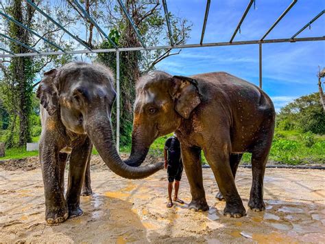 Feed and Spa at Phuket Elephant Care Sanctuary in Loch Palm - Trip ...