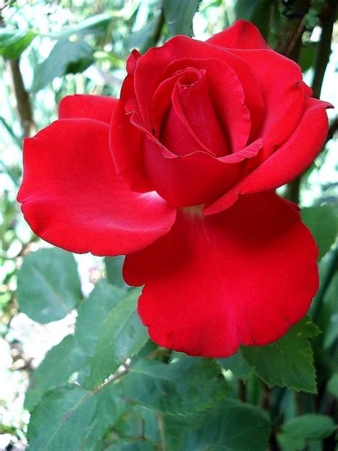 'Grande Amore ®' Rose
