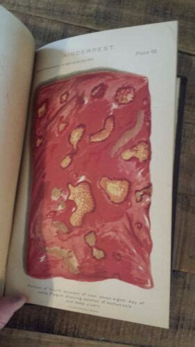 GÉNEROS DE ORQUÍDEAS de COSTA RICA (ORCHIDS FROM | Ubuy India