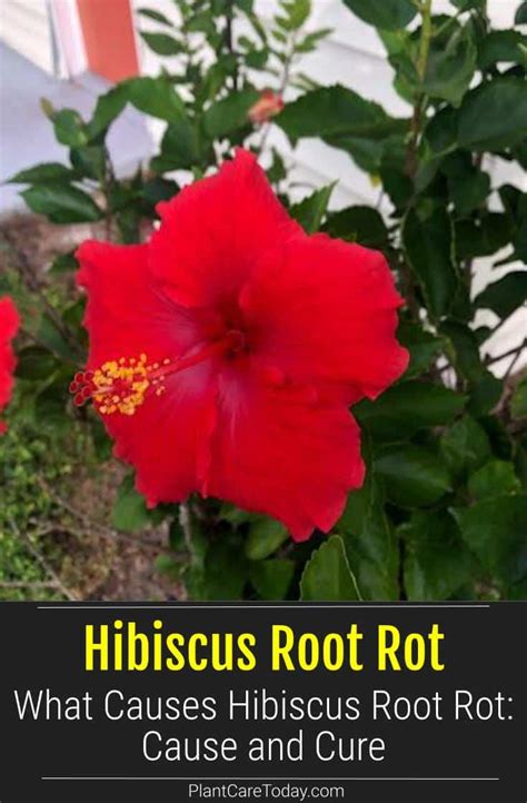 Image result for Hibiscus Root System