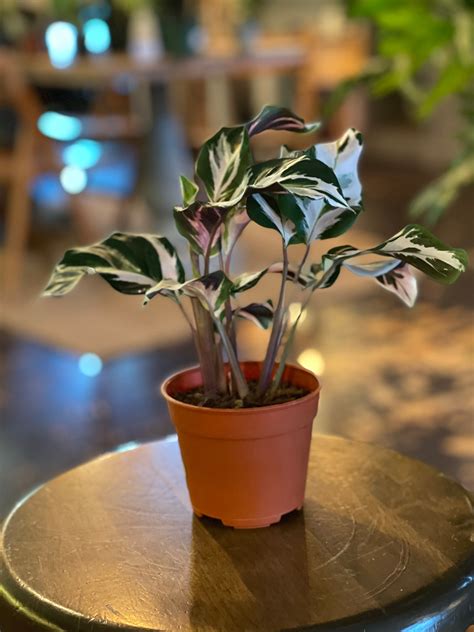 Calathea Stella – The Conservatory