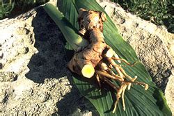 Turmeric (Turmeric plant - Curcuma longa L. (Syn. Curcuma domestica Val ...