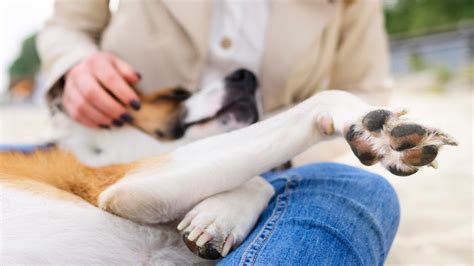 Dog Joint Supplements: Hip Pain & Mobility | K9 Vitality