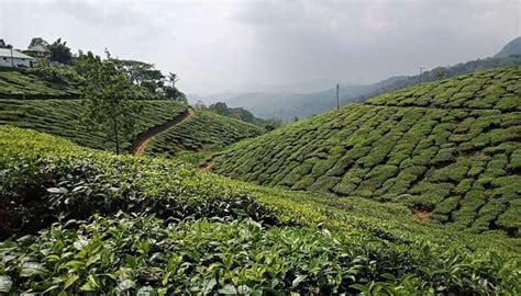 Trending Places to Visit in Kerala in May: An Escape From City Vibes