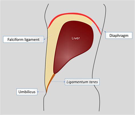 Ligamentum Teres Umbilical Vein