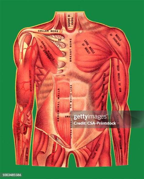Image result for Muscle Model Chest Anatomy
