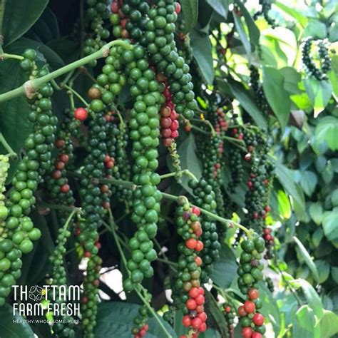 Buy Black Pepper Online - Kali Mirch Online - Thottam Farm Fresh