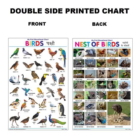 Buy Birds Double Side Printed Chart for Kids Learn about Jungle or ...