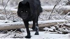 Black Wolf Wallpaper For Laptop by Black Wolf Wallpapers Wallpaper Cave Black Wolf Wallpaper For Laptop