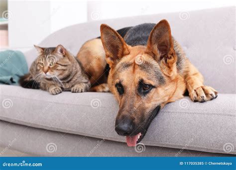 Adorable Cat and Dog Resting Together on Sofa Indoors Stock Image ...