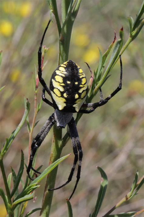 Argiope aurantia - The Golden Orb Weaver aka Yellow Garden Spider aka Corn Spider aka Black ...