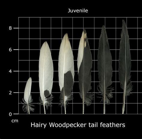 The Feather Atlas - Feather Identification and Scans - U.S. Fish and ...