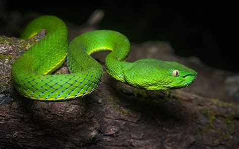 #790197 4K, Snakes, Grass, Green - Rare Gallery HD Wallpapers