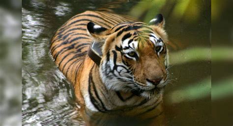 Top 10 National Parks in India | Wildlife Sanctuaries in India | Times ...