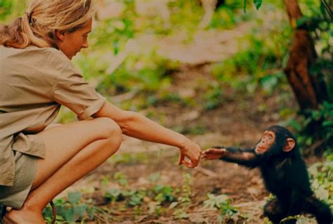 60 years living and exploring the lives of Chimps