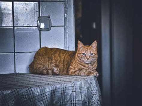 Canadian department store blames US as it liquidates remaining stores