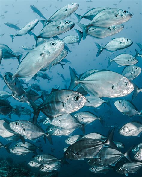 quiz – Colour Sonic