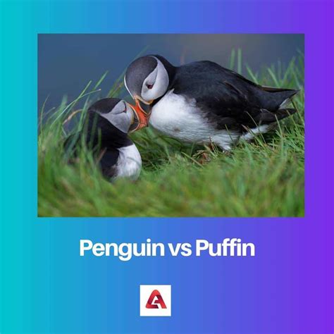 Puffin Is A Penguin