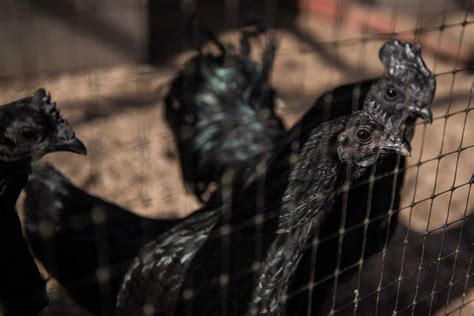 Black Meat Chicken Breeds