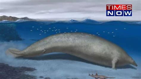Meet Perucetus Colossus: The Pre-Historic Whale That Might Dwarf Blue ...