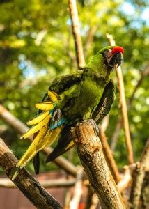 Parrot birds poster, Birds poster , POSTER, ANIMALS Poster for Wall ...