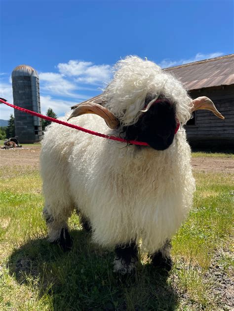 Valais Blacknose Sheep Breeding Stock | Wild Rose Sheep Farm | Whidbey ...