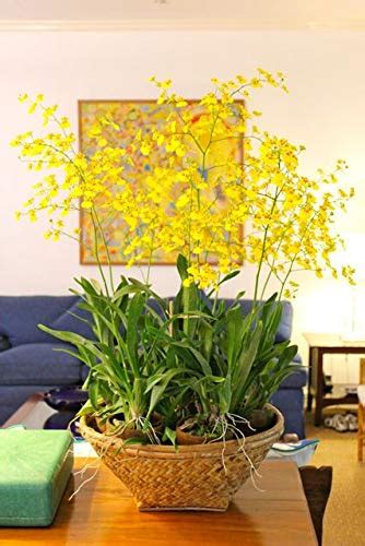 ROYAL LAND Oncidium Orchid Plant Yellow Dancing Lady 1 Healthy Live ...