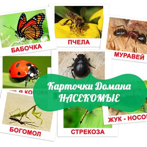 Полезные насекомые картинки для детей