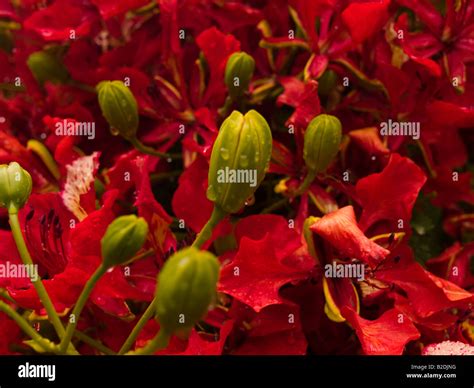 Flambouyant tree flowers in bloom Harare Zimbabwe Stock Photo - Alamy