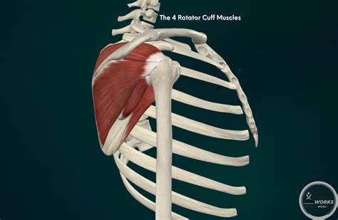 Image result for Rotator Cuff Muscle Actions