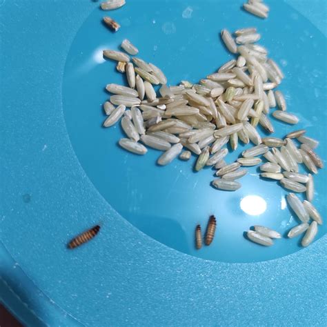 White worms in rice grains : r/Cooking