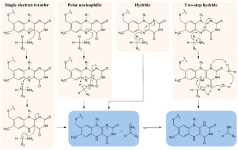 Questions in the Chemical Enzymology of MAO