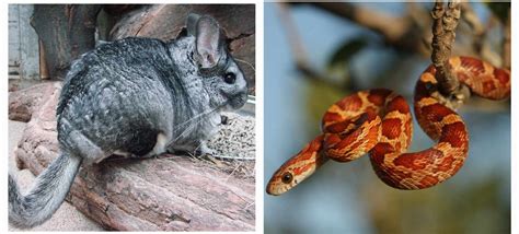 Furry, Scaly Friends!, 355 Route 6, PO Box 117, Andover, CT, United ...