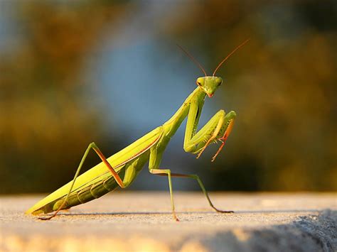 Incomplete Metamorphosis Of A Praying Mantis