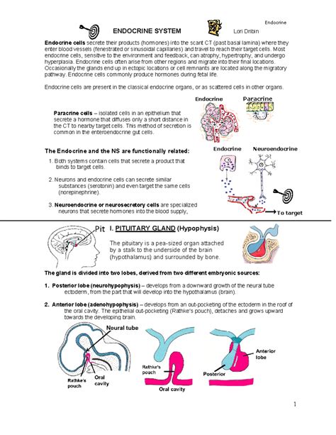 Endocrine System Function and Structure 的图像结果