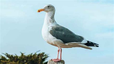 50+ Best Marine Life Jokes - Worst Jokes Ever