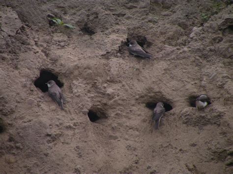 Capital City Birding: Bank Swallow Nest Colony