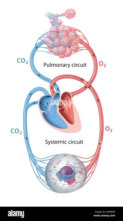 Image result for Pattern of Blood Circulation