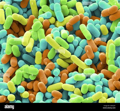 E.coli bacteria from a domestic fridge. Coloured scanning electron micrograph of rod-shaped ...
