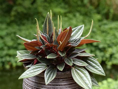 Peperomia Plant Care Guide: How To Grow Peperomia Plants