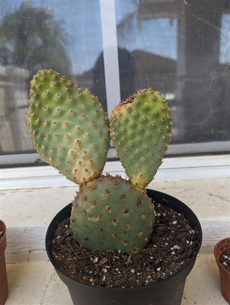 My cactus is yellowing. It's a propagation paddle. Could the reason be ...