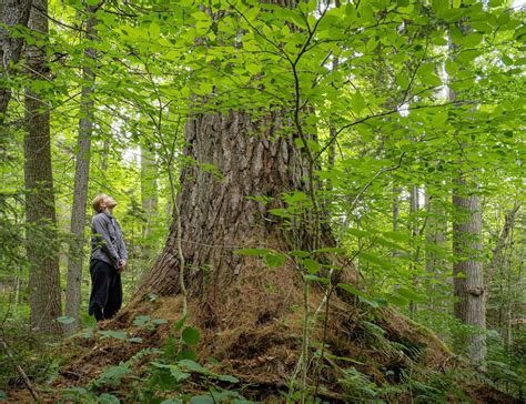 Largest known eastern white pine found in the southern Adirondacks ...
