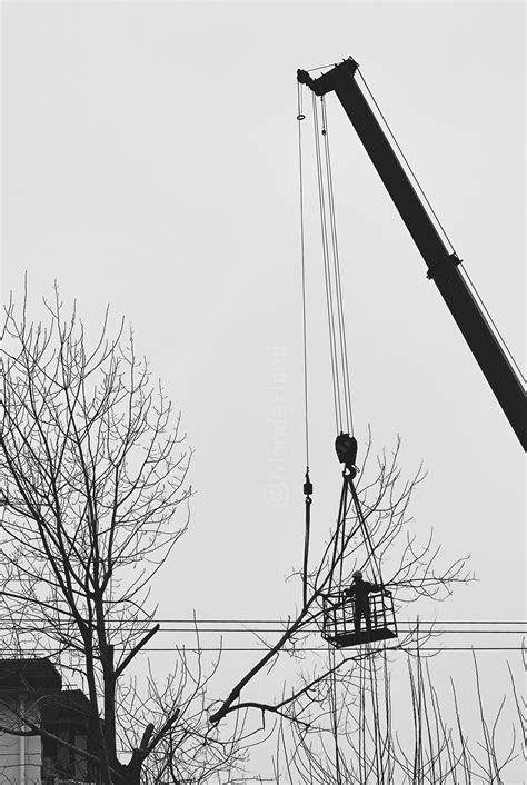 Cutting branches, 50mm equivalent, by xiaomi mobile phone, Shanghai : r/blackandwhite