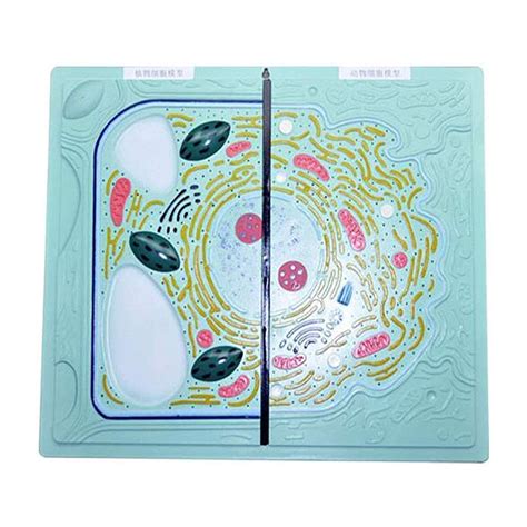 Buy Study Model Animal and Cells Model - Animal Cell Contrast Model ...